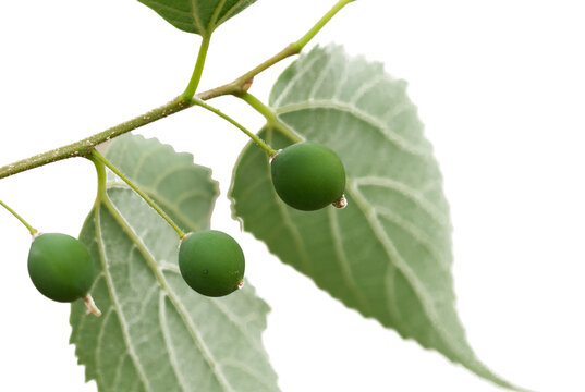 Fresh berries of the European nettle tree, Mediterranean hackberry, lote tree (Celtis australis)