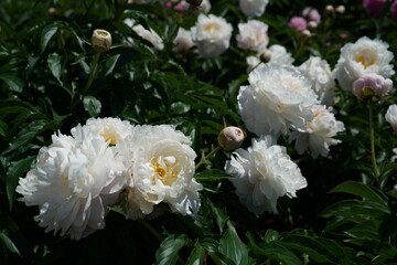 Obraz premium White Flowers of Peony in Full Bloom 