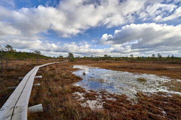 Boardwalk meanders through a lush wetland brimming with water