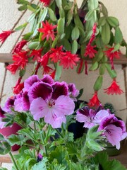 Fototapeta premium red and white flowers