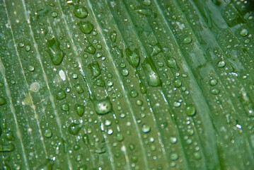Close-up of water droplets on leaves of exotic plant