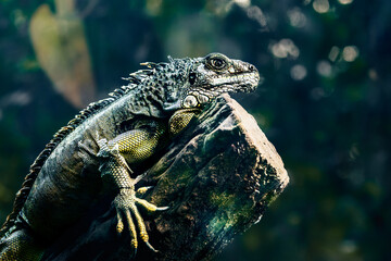 Lizard perched on a log near trees.