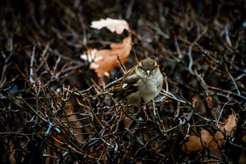 a brown bird sitting on top of a bush with branches