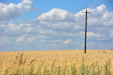 a field of wheat with a telephone pole in the middle of it copy space