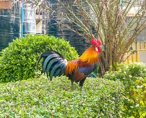 Beautiful Pekin cock in Thailand.
Beautiful chicken calls Pekin Bantam.