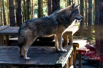 a dog is standing on a wooden deck outside by some trees