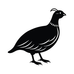 Quail silhouette, Quail Vector illustration, California quail silhouette icon logo, Quail isolated on white background