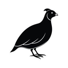 Quail silhouette, Quail Vector illustration, California quail silhouette icon logo, Quail isolated on white background