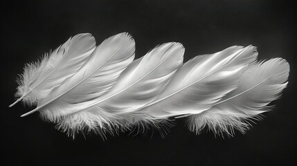  Three white feathers against a dark backdrop with a mirror reflection on the left