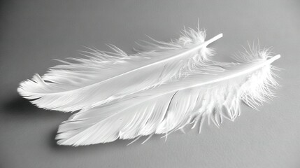   A few white feathers rest atop a white countertop near a monochrome photo of a bird's wing