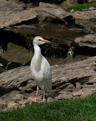Golden heron, a wading bird but often seen in meadows.