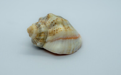 a single sea shell on a white background with copy space