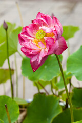 a pink lotus flower sits on top of a green plant