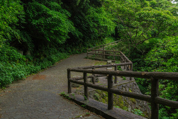 緑に囲まれた遊歩道、緑地公園