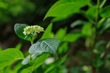 アジサイと雲の幼生