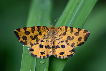 Pantherspanner - Pseudopanthera macularia © Paul.E