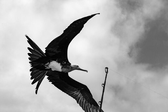Magnificient Frigate bird in the Galapagos, Ecuador