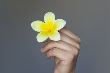 A white and yellow frangipani flower in a woman's hand on a dark gray background