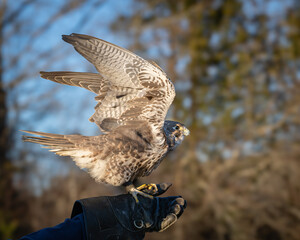 Closeup of a hawk in mid-flight