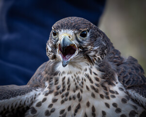 Closeup portrait of a hawk