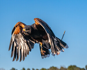 Closeup of a hawk in mid-flight