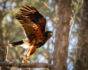 Closeup of a hawk in mid-flight