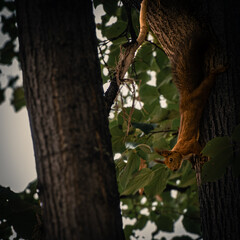 Squirrel perched on a tree trunk in Central Park, Skopje