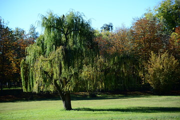 Leafy weeping willow in a green meadow surrounded by nature