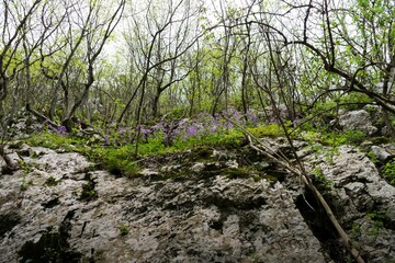 a rocky area with purple flowers in the foreground and many trees on either side