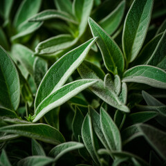 Green sage leaves with veins close up. Realistic photo of top view green leaves scenery. Close-up food photography background	
