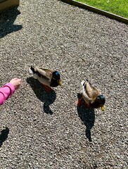 Close-Up of Two Male Mallard Ducks on Gravel Path Being Fed by Someone in Pink Sleeve