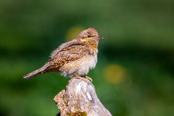 Eurasian Wryneck perched on a log.