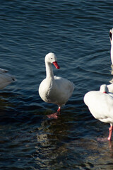 some ducks in their natural environment in Chile