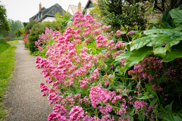 Beautiful abundance of Red Valerian plants. Also known as Jupiters Beard, the vast colony is seen...