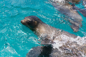 Fototapeta premium Sea lions in the Galapagos islands