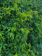 green leaves background