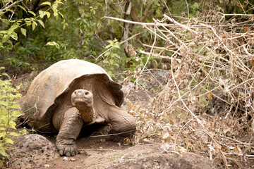 Galapagos tortoise in the Galapagos islands