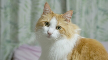 こちらを見る猫