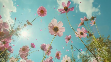 Cosmos flowers, view from below into the sky