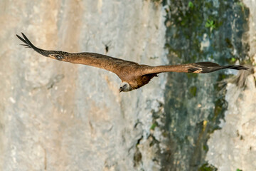  Buitre leonado en vuelo, en el parque natural de Cazorla, Segura y Las Villas.