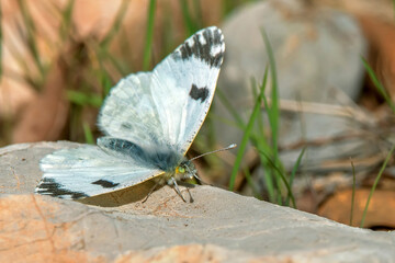 Mariposa blanca de la col, en el parque natural de Cazorla, Segura y Las Villas.
