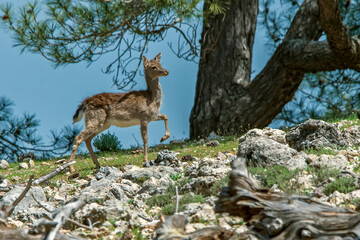  Gamo joven en la cima, en el parque natural de Cazorla, Segura y Las Villas.