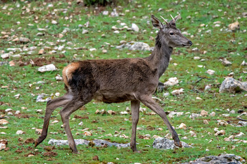 Ciervo en el parque natural de Cazorla, Segura y Las Villas.