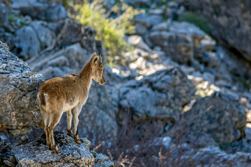 Cabra hispánica pirenaica, en el parque natural de Cazorla, Segura y Las Villas.