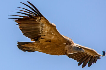 Buitre leonado en vuelo, en el parque natural de Cazorla, Segura y Las Villas.