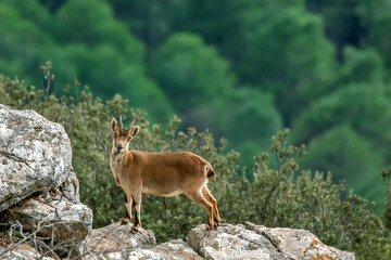 Cabra hispánica pirenaica, en el parque natural de Cazorla, Segura y Las Villas.