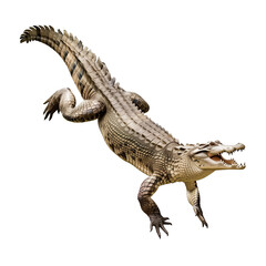 Naklejka premium Leaping crocodile, dynamic pose, isolated on white or transparent background, png clipart, design element.