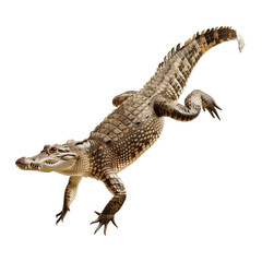 Leaping crocodile, dynamic pose, isolated on white or transparent background, png clipart, design element.