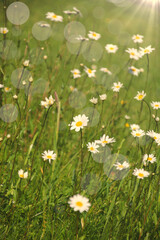 Fototapeta premium margeritenwiese im sonnenschein 