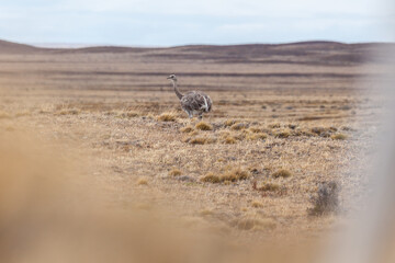 Nice view of the beautiful, wild Ostrich on Patagonian soil.